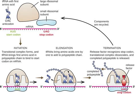 5.7 Protein Synthesis – Human Biology