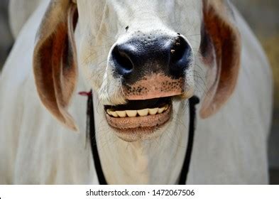 4,421 Cow Teeth Royalty-Free Photos and Stock Images | Shutterstock