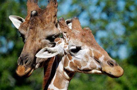 The Little Rock Zoo - Information for Visiting the Little Rock Zoo