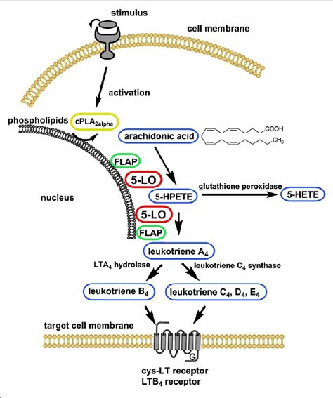 | Schematic of leukotriene biosynthesis. For detailed description see ...