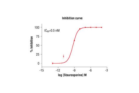 HTScan® PAK1 Kinase Assay Kit | Cell Signaling Technology