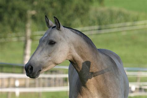 Horse with a "roached" mane. | Horses, Horse mane, Reining horses