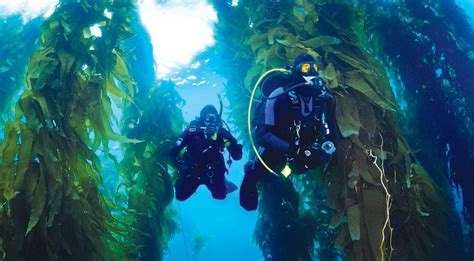 Swimming In The Forest: A Kelp Diving How-to - Dive Training Magazine ...