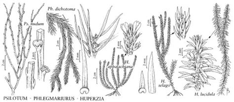 Psilotum nudum - FNA