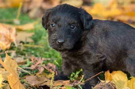 Scottie-Poo Puppies For Sale – Acorn Acres Puppies