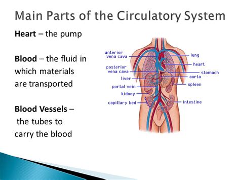 Circulatory System Organs And Their Functions Circulatory System ...