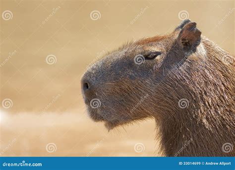 Capybara Head and Shoulders Stock Image - Image of grass, biggest: 33014699