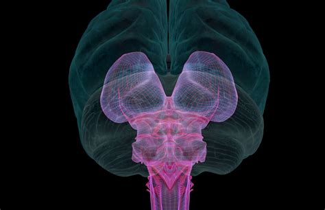 The Midbrain: Anatomy, Function, and Treatment