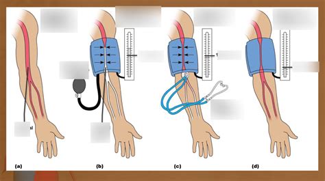 Procedure for Measuring Blood Pressure Diagram | Quizlet