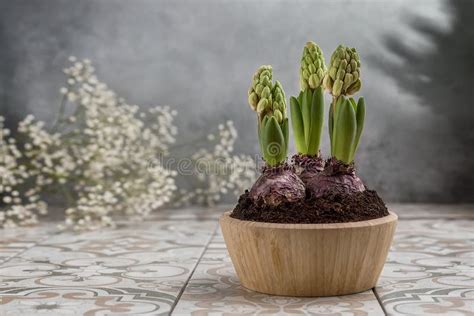 Unopened Hyacinths in a Wooden Pot on the Table. Stock Photo - Image of ...