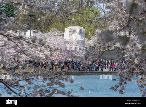 Martin Luther King, Jr. Memorial seen through cherry blossoms at the ...