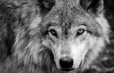 Black And White Wolves Wallpapers | Wolf wallpaper, Wolf black and ...