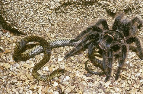 Tarantula Eating Snake - Stock Image - C002/1483 - Science Photo Library