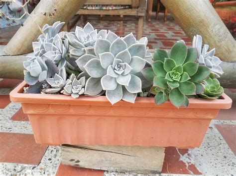 como lucir las macetas con suculentas Succulents, Plants, Gardens ...