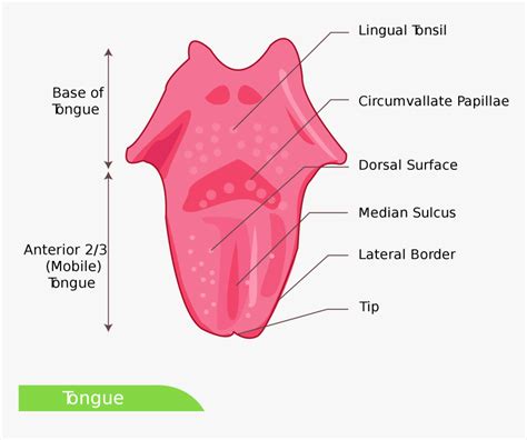 Dorsal Surface Of Tongue , Png Download - Tongue Diagram Simple ...