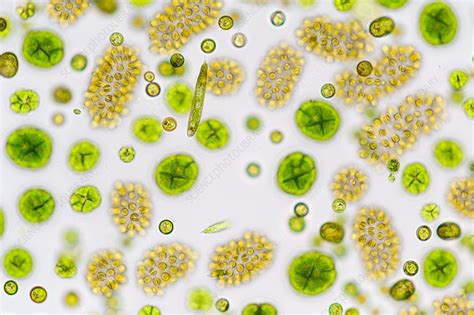 Freshwater phytoplankton, light micrograph - Stock Image - C033/8010 ...