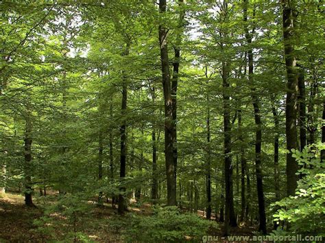 Forêt: définition, importance, photos