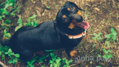 Dachshund Doberman Mix: The Adorable Doxie Dobie