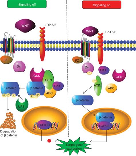 Wnt Signaling Pathway Diagram The Wnt Homepage | The Best Porn Website