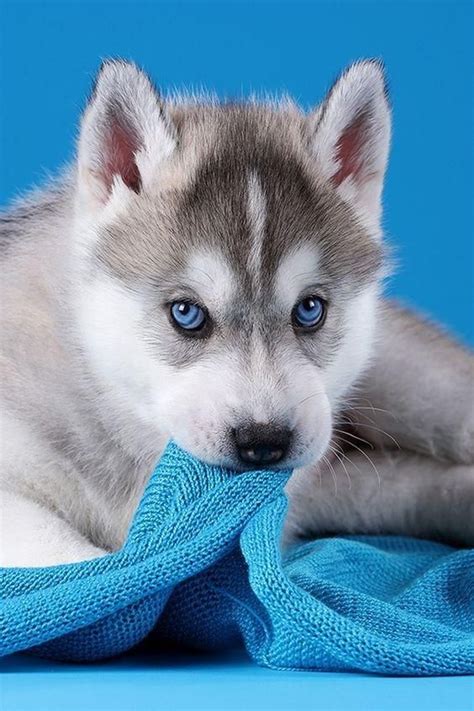 Deep As The Ocean: Dogs With Absolutely Mesmerizing Blue Eyes | Cute ...