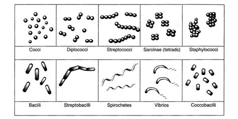 Bacterial Shapes and Arrangements | Bacterial Anatomy