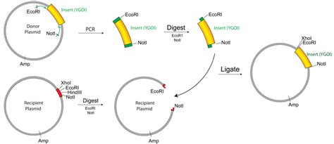 Addgene: Plasmid Cloning by PCR (with Protocols)