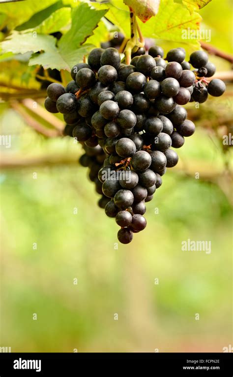 grapes on the vine ready for harvest Stock Photo - Alamy