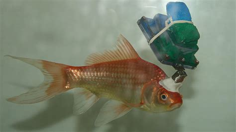 Why Researchers Turned This Goldfish Into a Cyborg - The New York Times