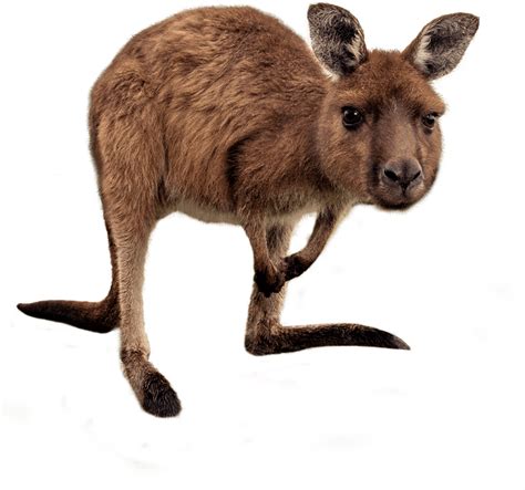 Joey Kangaroo PNG Transparent HD Photo - PNG Mart