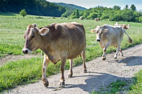 Brown Swiss cattle - Pentax User Photo Gallery