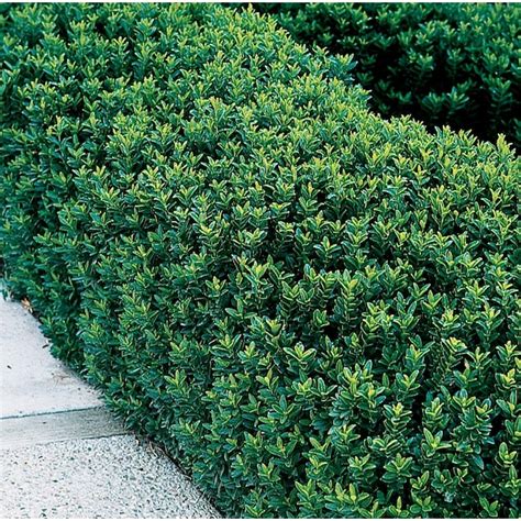 Lowe's White Dwarf Green Euonymus Accent Shrub in 2-Gallon Pot in the ...