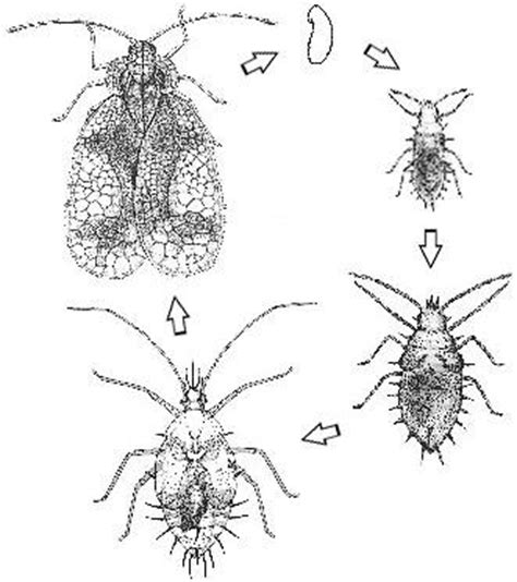 Lace Bugs | NC State Extension Publications