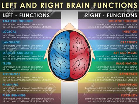 123RF Editor - Left and right brain functions, Cerebral function ...