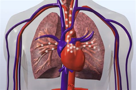 How the Main Pulmonary Artery Delivers Blood to the Lungs