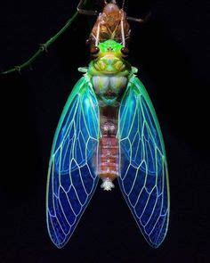 25 Kuliglig - Cicada ideas in 2022 | cicada, insects, beautiful bugs