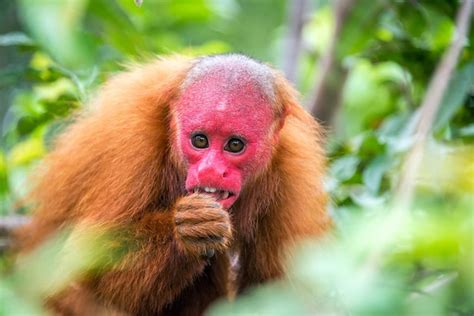 Premium Photo | Bald uakari monkey