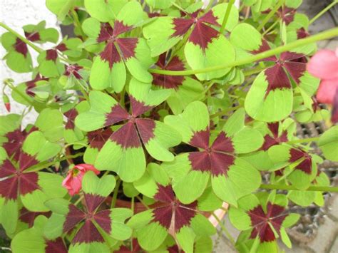 Clover, Shamrocks, and Oxalis: What's the Difference? | Old Farmer's ...