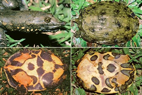 Researchers Discover New Species of Softshell Turtle | Sci.News