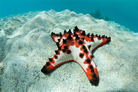 Saltwater Fish : Chocolate Starfish