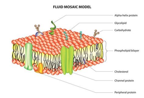 Labeled Diagram Of Plasma Membrane