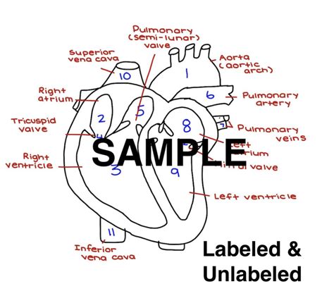 Cardiac Anatomy And Physiology Worksheets - Printable Worksheets