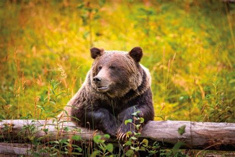 ...Montana Grizzly Encounter... There’s nothing quite like seeing a ...