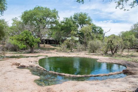 Manyeleti Game Reserve: our first safari in South Africa | Atlas & Boots