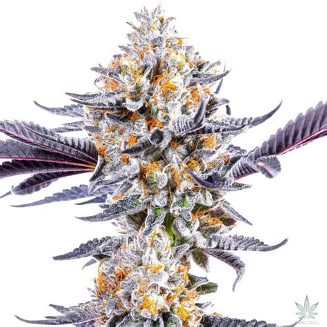 Do Si Dos Seeds | Feminized Do Si Dos Strain | Seed Bank Dosido Seeds