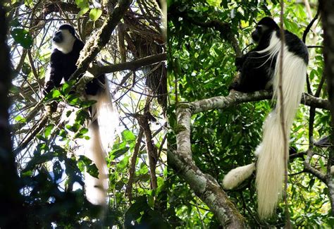 Kilimanjaro Wildlife - The Animals Of Mount Kilimanjaro