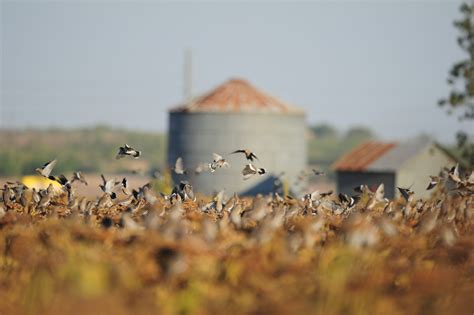 Dove Hunting Tips and Tactics | Outdoor Life