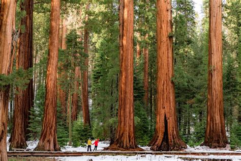 Sequoia National Park In Winter | EMBRACE SOMEPLACE