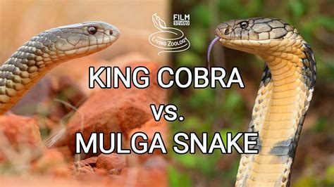 King cobra vs. Mulga snake - Battle of the deadly snakes - YouTube