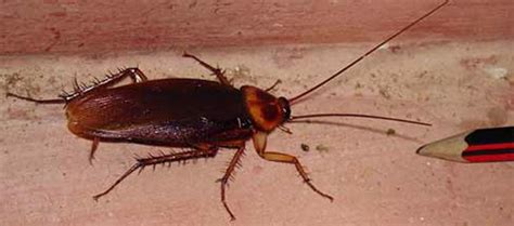 Bug and Termite Control: Ways to Take the Palmetto Bugs Out of Your Way