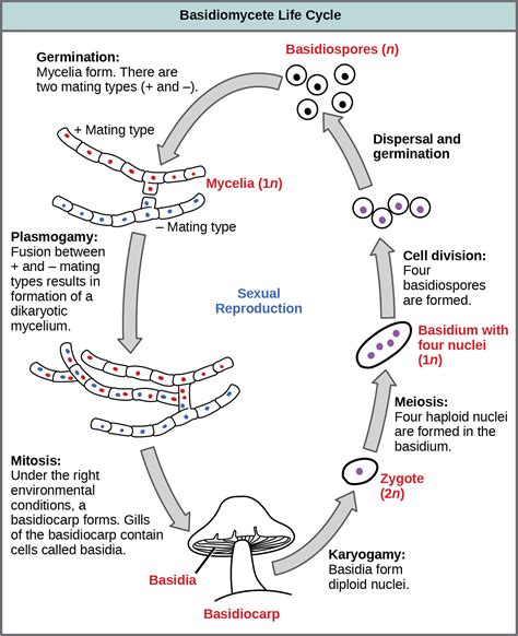 Deuteromycota Diagram